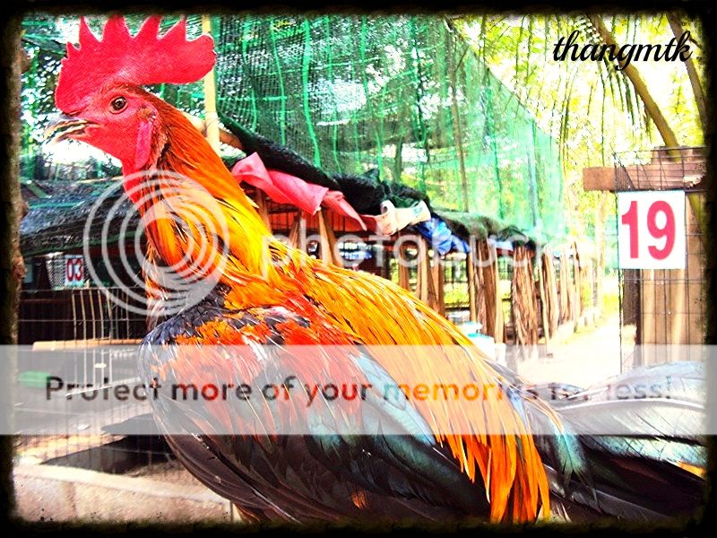 HCM_Q6 Topic bán Gà Peru con F1 dòng Navajeros - 7