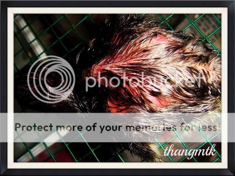 HCM_Q6 Topic bán Gà Peru con F1 dòng Navajeros - 2