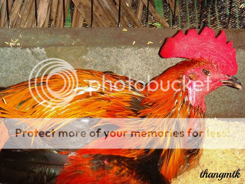 HCM_Q6 Topic bán Gà Peru con F1 dòng Navajeros - 8