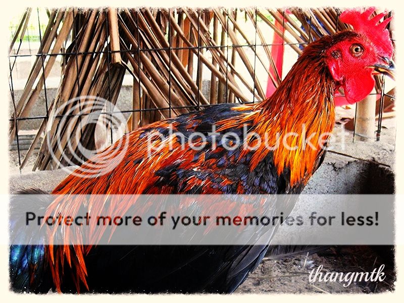 HCM_Q6 Topic bán Gà Peru con F1 dòng Navajeros - 5