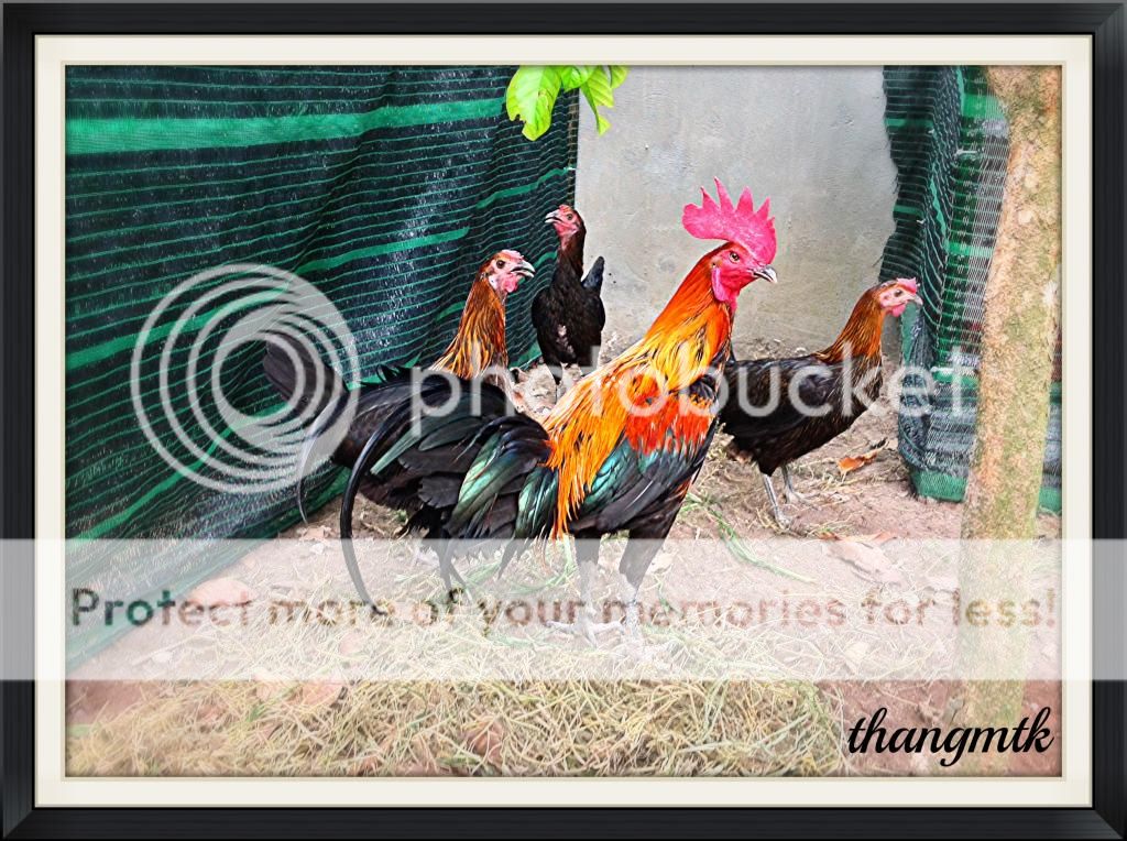 HCM_Q6 Topic bán Gà Peru con F1 dòng Navajeros - 6