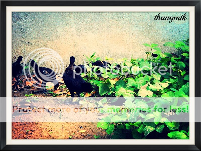 HCM_Q6 Topic bán Gà Peru con F1 dòng Navajeros - 4