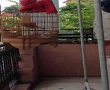 <BÌNH DƯƠNG> Hoạ Mi hót cả ngày...