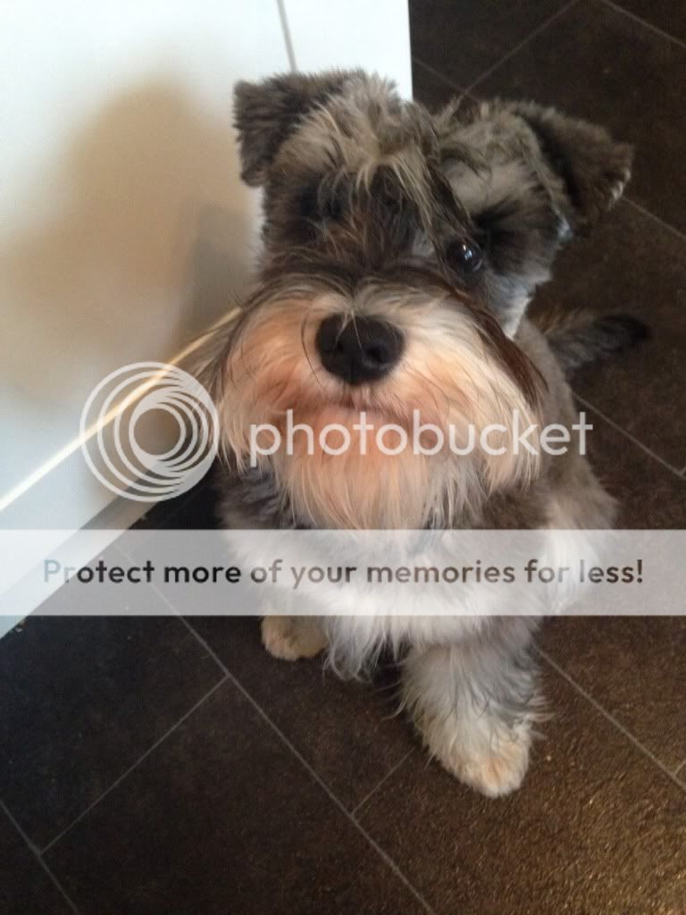 schnauzer beard whitener