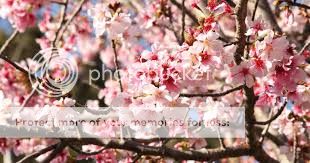 Hand Painted Gaia Bulky *Cherry Blossom* Hand Painted Gaia Bulky *Cherry Blossom*