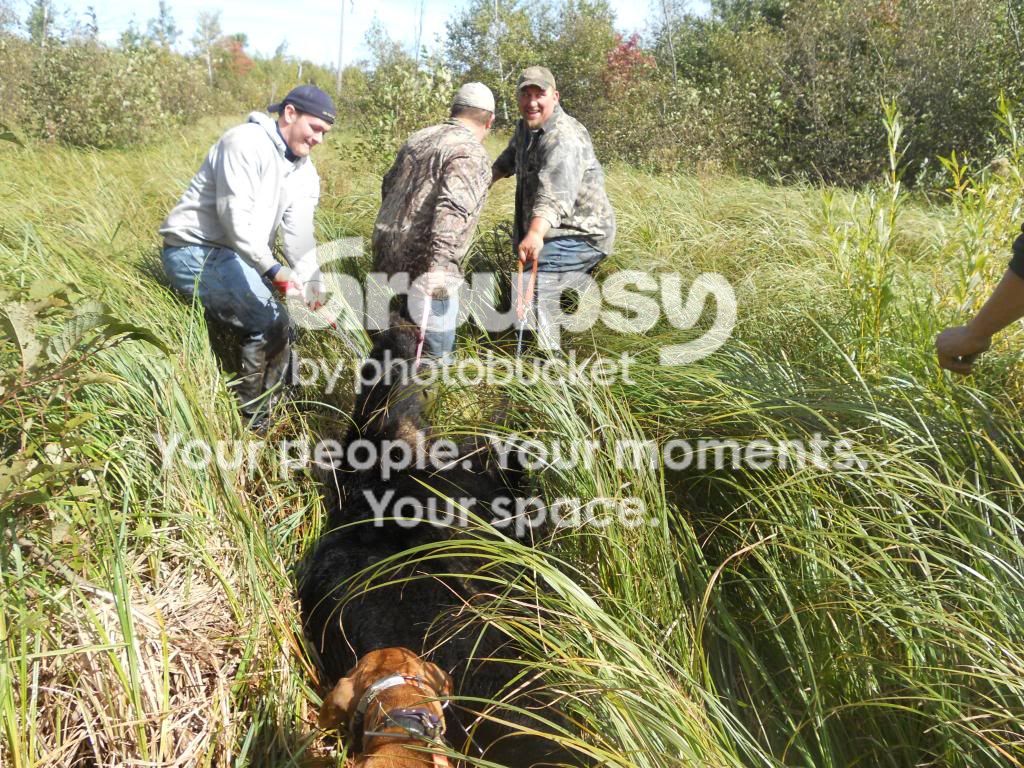 Bear Hunting Northwest Wisconsin - HuntingNet.com Forums
